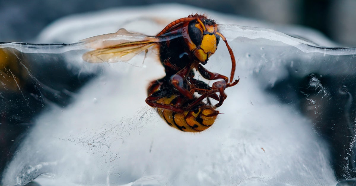 Frio altera o comportamento dos insetos